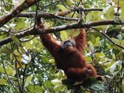 Orangutan & Lake Toba Tour – 7 Days 6 Nights