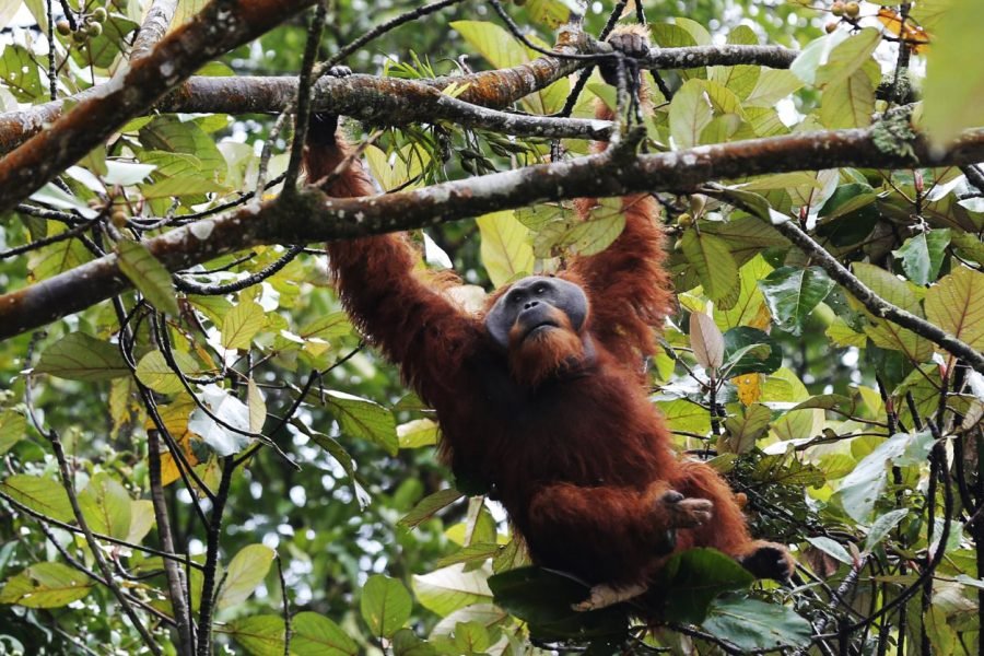 Borneo Kalimantan Tour 2 Days, 1 Night