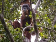 Luxury Borneo & Derawan Odyssey: Exclusive Orangutan Houseboat & Whale Shark Tour 8 Days