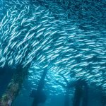 Raja Ampat Vs Komodo Isalnd
