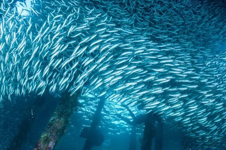 Raja Ampat Vs Komodo Isalnd