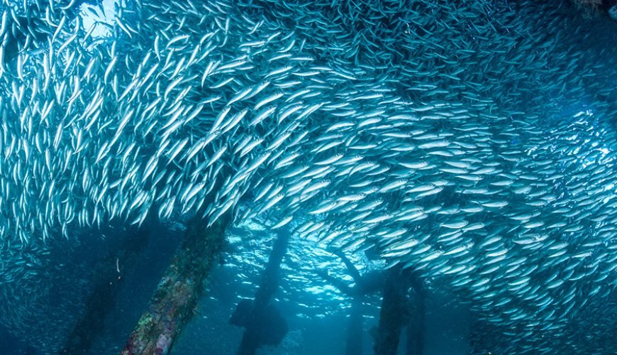 Raja Ampat Vs Komodo Isalnd