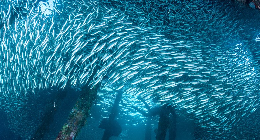 Raja Ampat Vs Komodo Isalnd