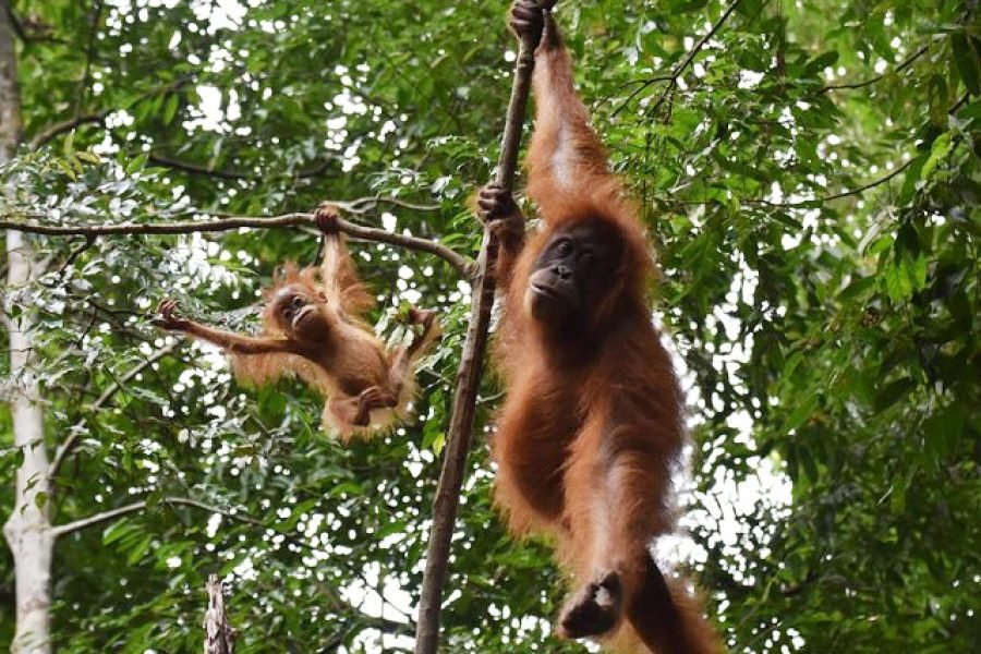Sumatran Orangutans Wildlife Jungle Trekking 3 Days 2 Nights