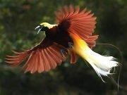 Indonesia Bird-Watching Tour: Papua & Raja Ampat – 7 Days 6 Nights