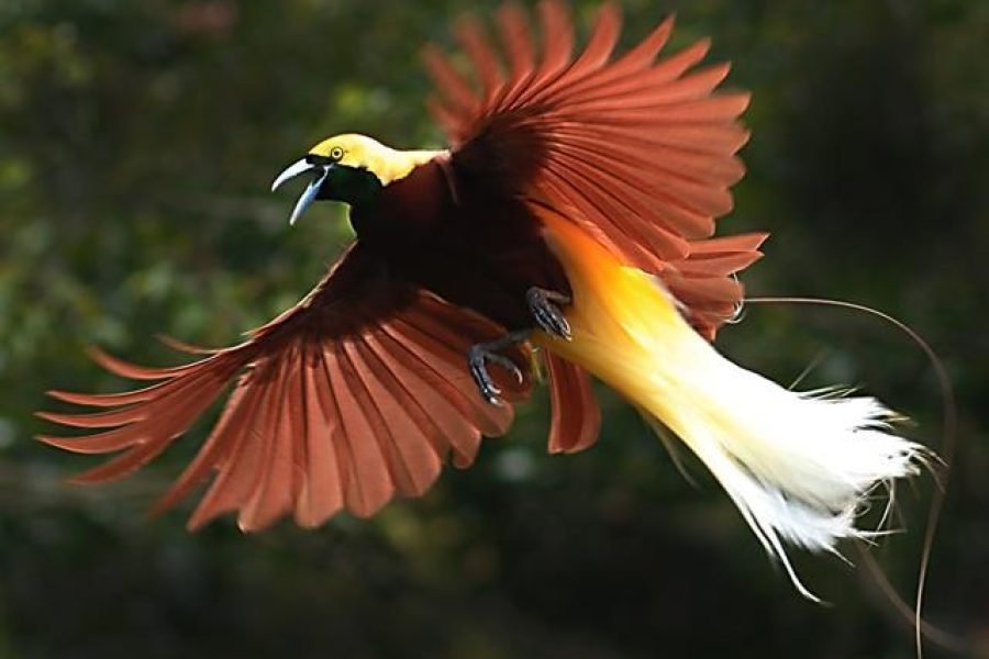 Papua Birds Watching Tours 7 Days 6 Night