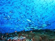 Luxury Raja Ampat Island Hopping Tour — 7 Days 6 Nights | Indonesia