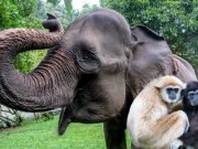 Lake Toba, Gunung Leuser Orangutan & Berastagi Tour – 10 Days 9 Nights