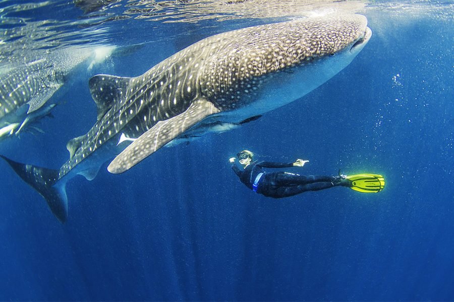 Bali Whale Shark Expedition & Island Hopping Liveaboard – 9 Days 8 Nights
