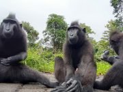 The Last Paradise: 10-Day Luxury Tour to Bunaken, Tangkoko & Raja Ampat