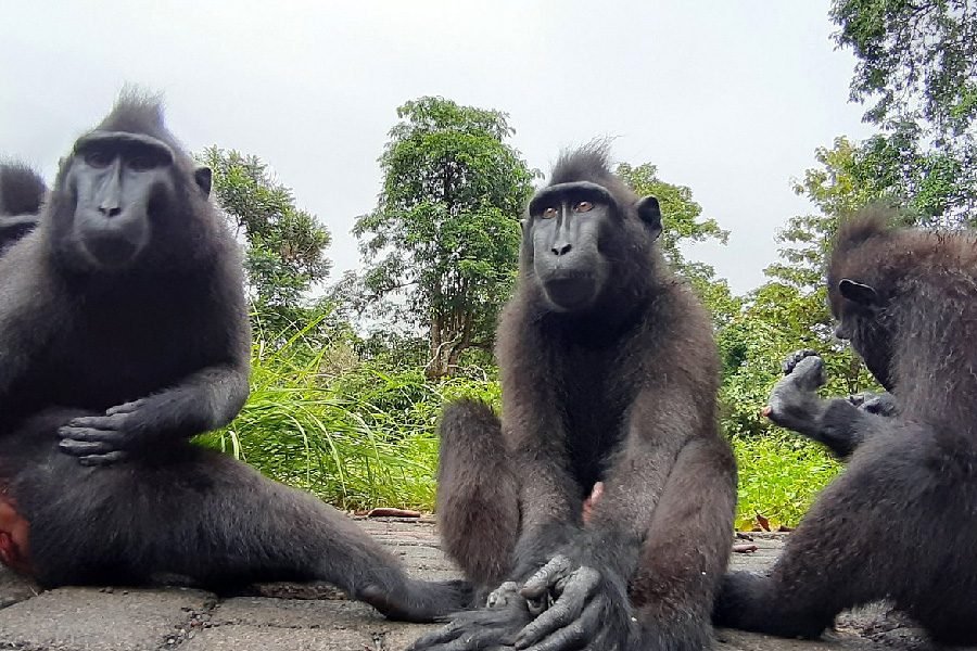 The Last Paradise: 10-Day Luxury Tour to Bunaken, Tangkoko & Raja Ampat
