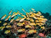 Wakatobi Diving & Snorkeling Adventure from Bali – 5 Days 4 Nights