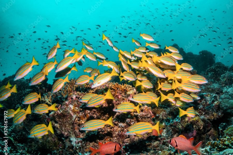 Wakatobi Diving & Snorkeling Adventure from Bali – 5 Days 4 Nights