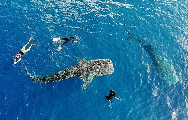 Komodo Whale Shark Expedition via Lombok 9D8N