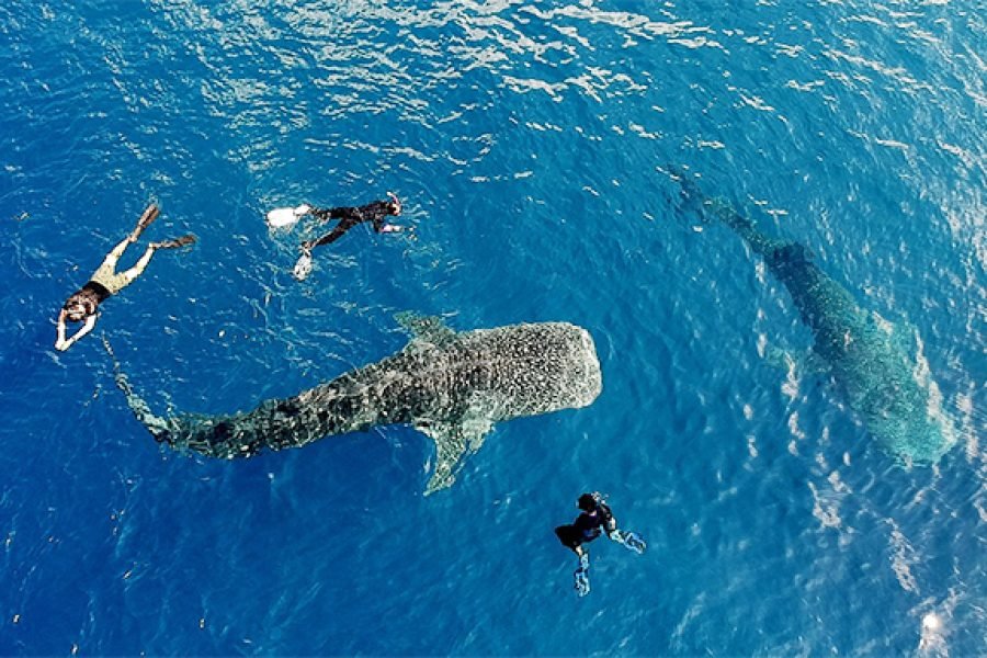 Komodo Whale Shark and Manta Point Nusa Penida 7 Days 6 Nights